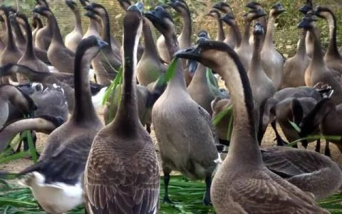 干煲乌鬃鹅有哪些做法和功效