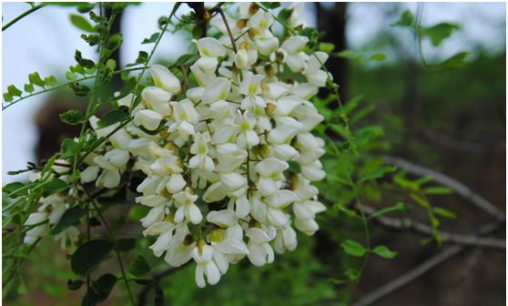 槐花真的能吃吗？吃槐花对身体有何好处？看完便知