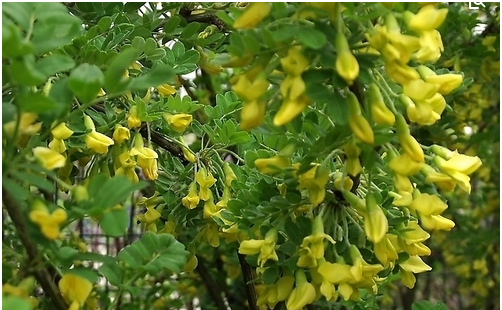 槐花真的能吃吗？吃槐花对身体有何好处？看完便知