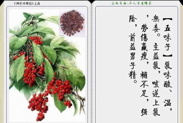 干货分享，《本草纲目》常用中药图谱解析大全，很有用，值得收藏