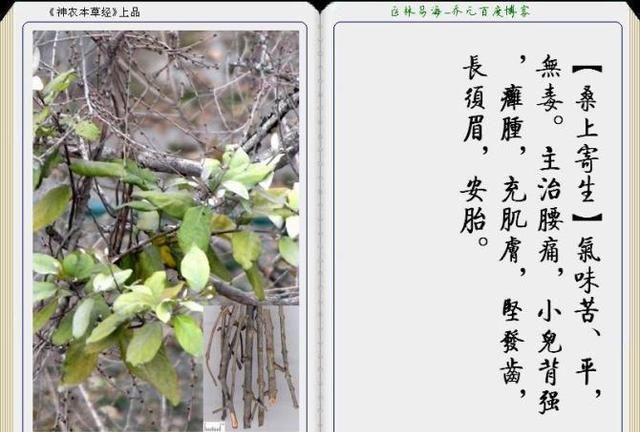 干货分享，《本草纲目》常用中药图谱解析大全，很有用，值得收藏