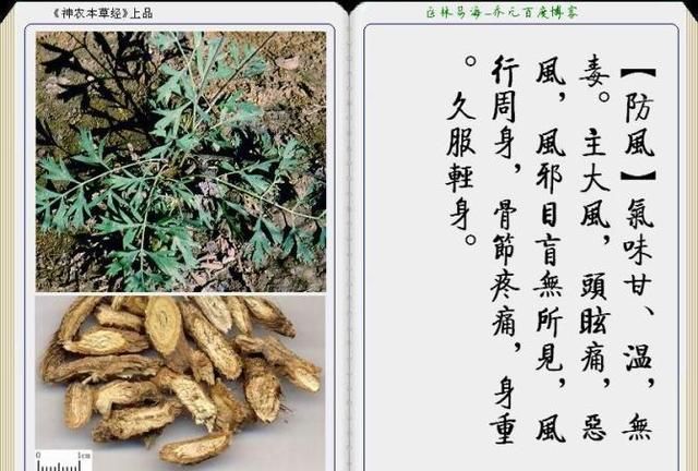 干货分享，《本草纲目》常用中药图谱解析大全，很有用，值得收藏
