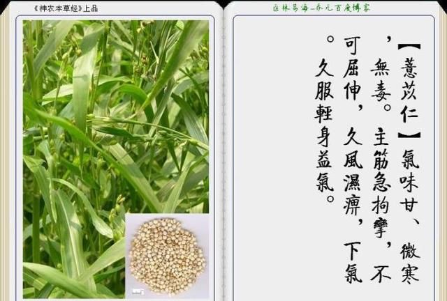 干货分享，《本草纲目》常用中药图谱解析大全，很有用，值得收藏