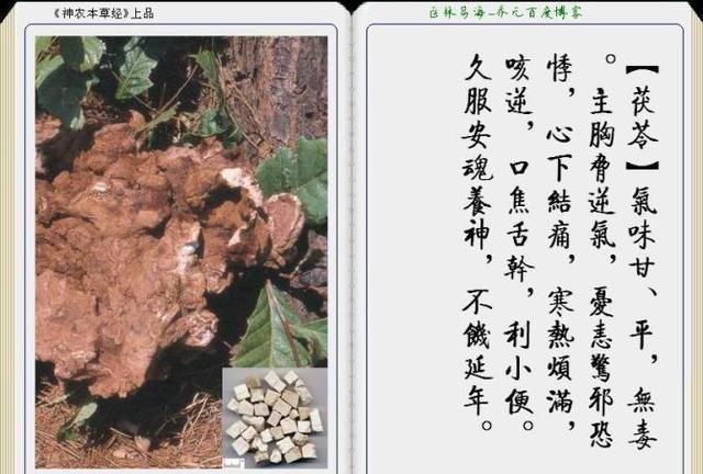 干货分享，《本草纲目》常用中药图谱解析大全，很有用，值得收藏