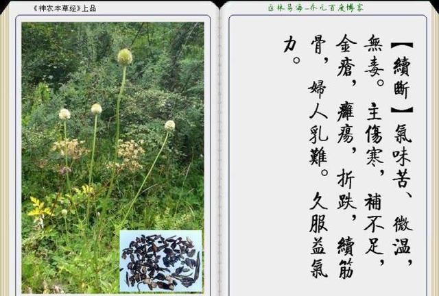 干货分享，《本草纲目》常用中药图谱解析大全，很有用，值得收藏