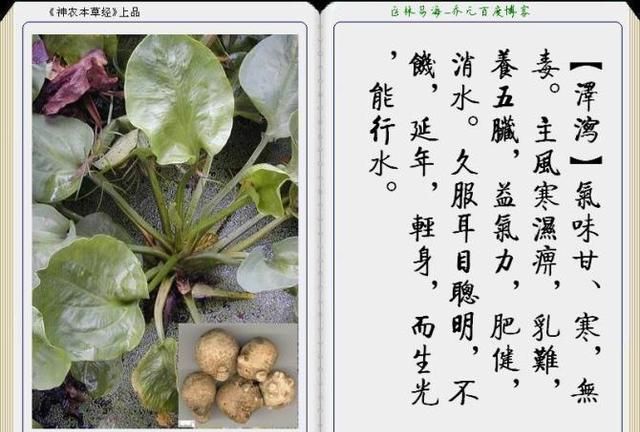 干货分享，《本草纲目》常用中药图谱解析大全，很有用，值得收藏