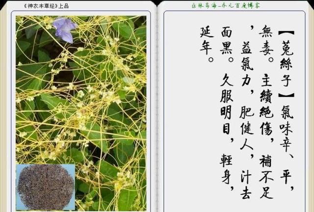 干货分享，《本草纲目》常用中药图谱解析大全，很有用，值得收藏