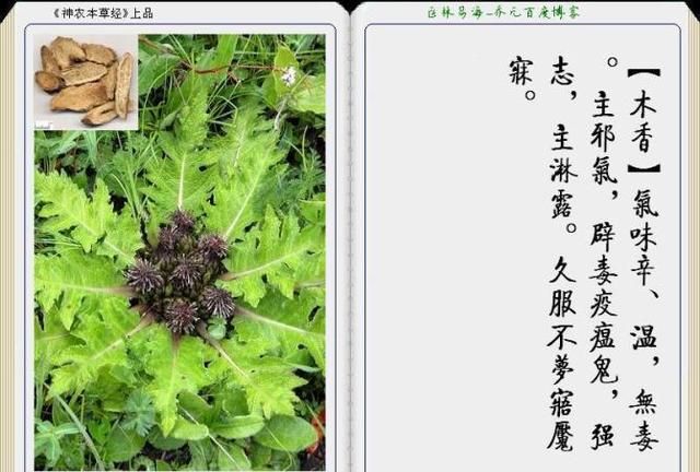 干货分享，《本草纲目》常用中药图谱解析大全，很有用，值得收藏