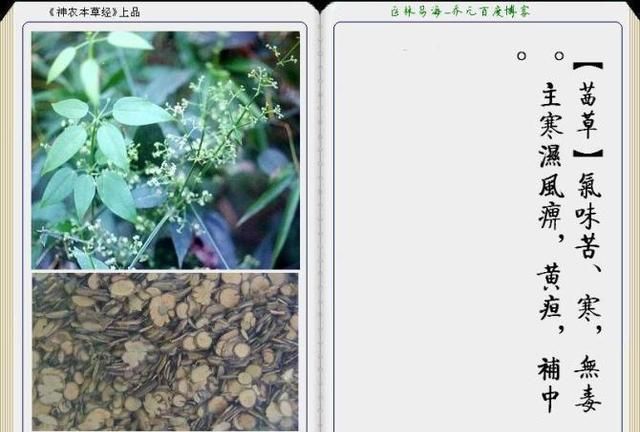 干货分享，《本草纲目》常用中药图谱解析大全，很有用，值得收藏