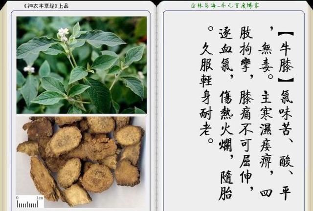 干货分享，《本草纲目》常用中药图谱解析大全，很有用，值得收藏