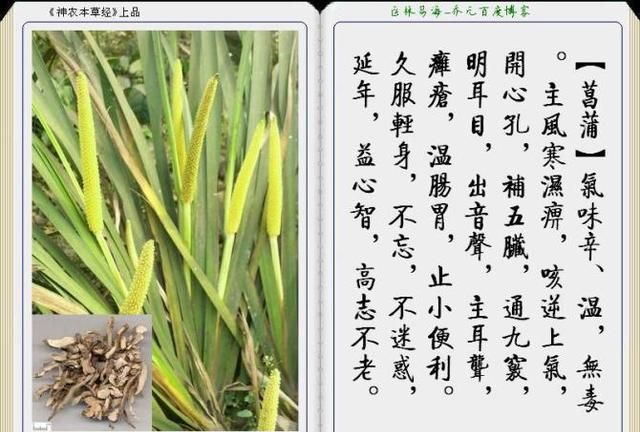 干货分享，《本草纲目》常用中药图谱解析大全，很有用，值得收藏