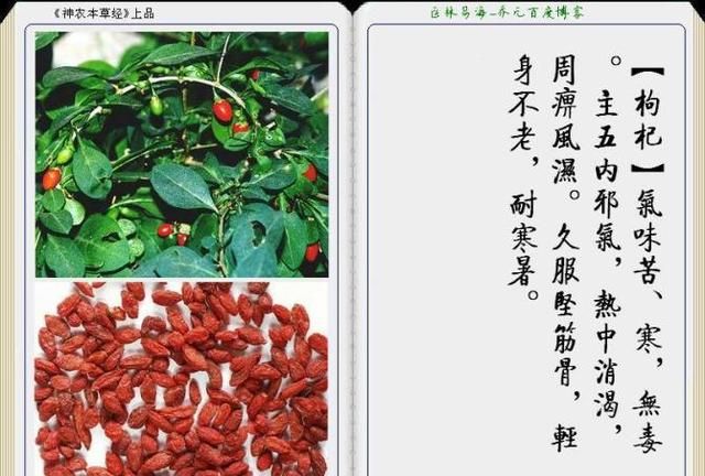 干货分享，《本草纲目》常用中药图谱解析大全，很有用，值得收藏