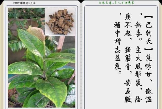 干货分享，《本草纲目》常用中药图谱解析大全，很有用，值得收藏