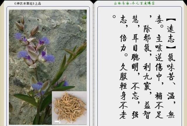 干货分享，《本草纲目》常用中药图谱解析大全，很有用，值得收藏