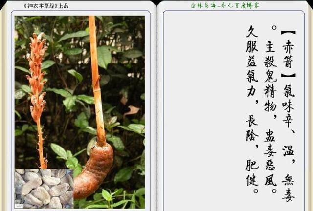 干货分享，《本草纲目》常用中药图谱解析大全，很有用，值得收藏