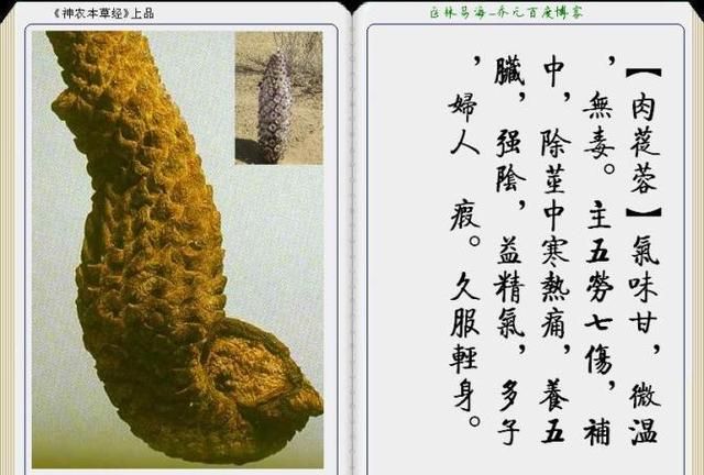 干货分享，《本草纲目》常用中药图谱解析大全，很有用，值得收藏