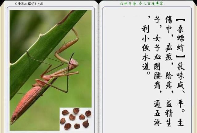 干货分享，《本草纲目》常用中药图谱解析大全，很有用，值得收藏