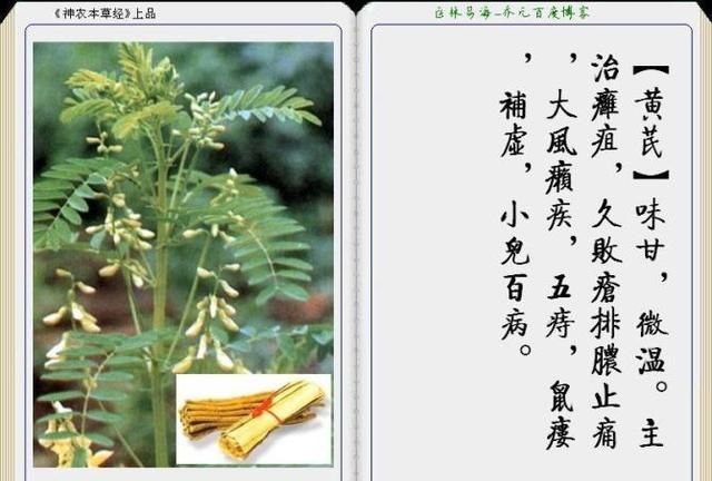 干货分享，《本草纲目》常用中药图谱解析大全，很有用，值得收藏