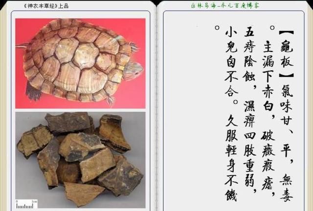 干货分享，《本草纲目》常用中药图谱解析大全，很有用，值得收藏