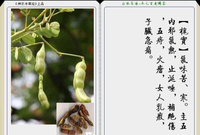 干货分享，《本草纲目》常用中药图谱解析大全，很有用，值得收藏