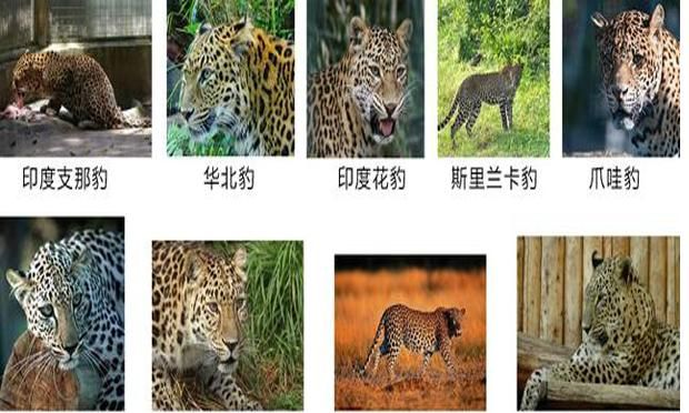 广东的华南豹是如何消失的图2