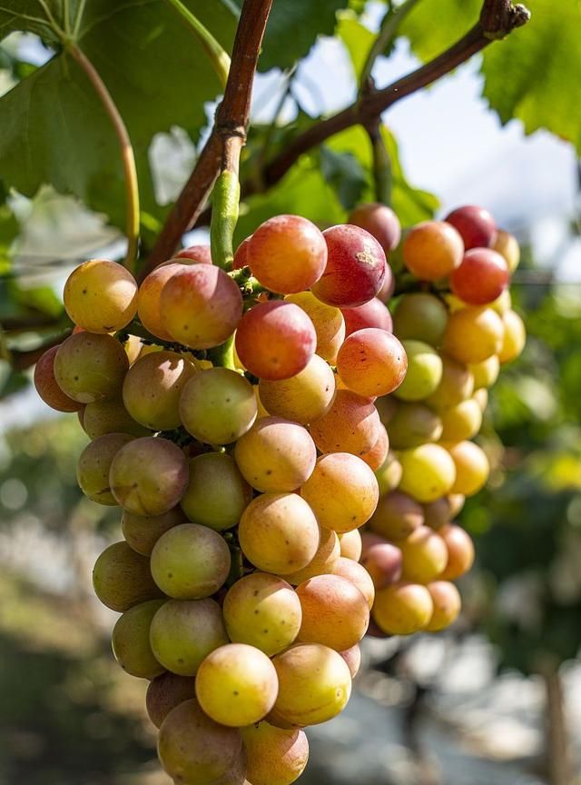 果星来客：葡萄的7种营养好处