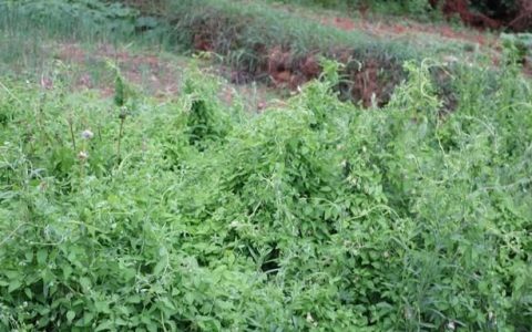 党参的种植前景如何