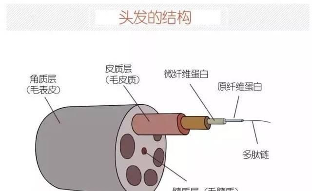 护发素、护发精华、发膜哪种好用？