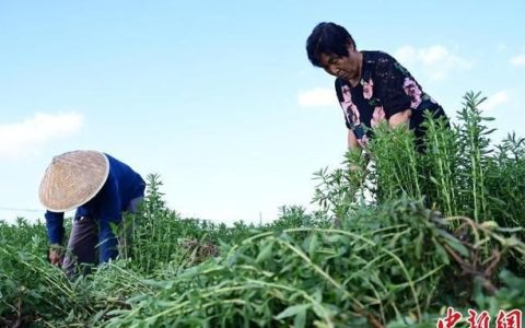 曲阜甜叶菊收购生产厂家(曲周晨光甜叶菊收购)