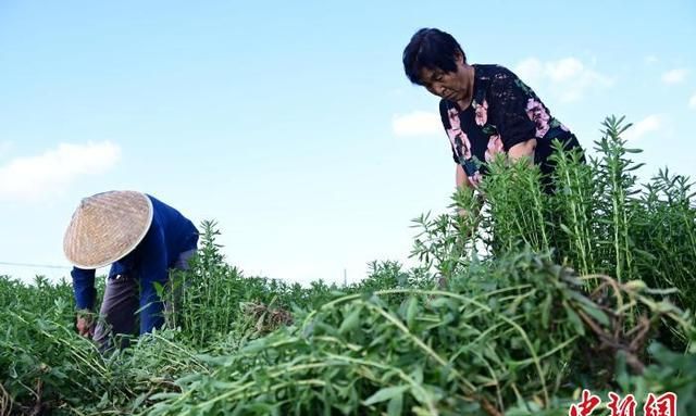 河北曲周8000亩甜叶菊迎丰收 药用市场前景广阔