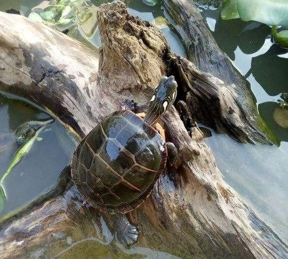 保持距离，这些植物可能害了龟的性命