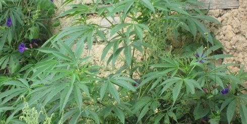 秋麻子植物的功效(麻子是什么植物种子可以榨油的)图5
