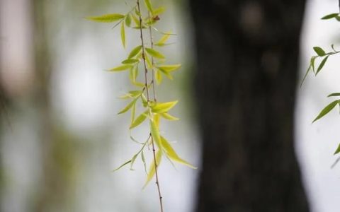 柳树上的柳芽有什么用途和作用,柳树的柳芽有什么治疗作用