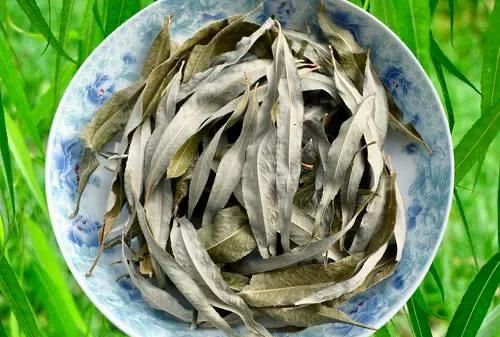 柳树上的柳芽有什么用途和作用,柳树的柳芽有什么治疗作用图3