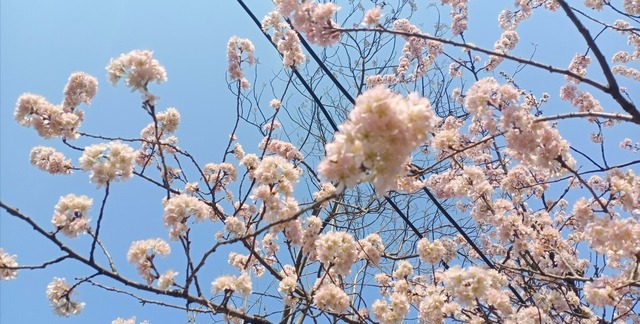 建议大家：不论工资高低，都要喝这4款花草茶，提神醒脑解春困