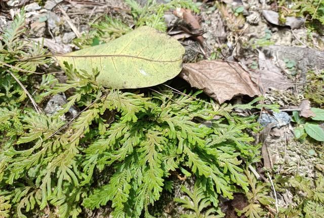 山上一种神奇的植物，人称“九死还魂草”，价值珍贵，遇见带回家