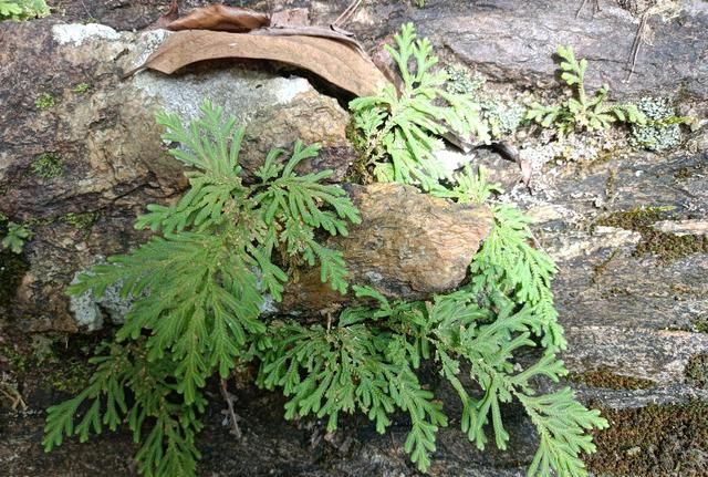 山上一种神奇的植物，人称“九死还魂草”，价值珍贵，遇见带回家