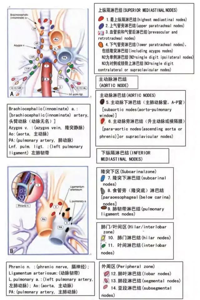 肺腺癌新旧分类对照、纵隔淋巴结分区、肺癌TNM分期