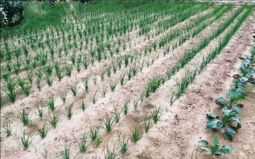 韭菜籽怎么种植好(韭菜籽怎么种植)图1