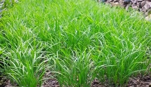 韭菜籽怎么种植好(韭菜籽怎么种植)图2