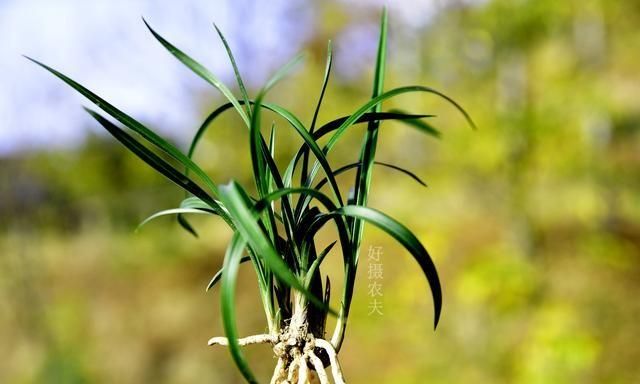 种植兰花，农村几种常用的土方杀虫药，你可能都没听说过