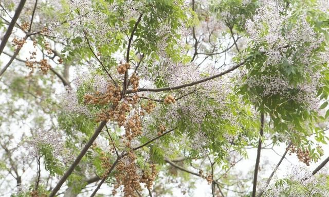 种植兰花，农村几种常用的土方杀虫药，你可能都没听说过