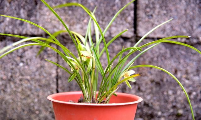 种植兰花，农村几种常用的土方杀虫药，你可能都没听说过