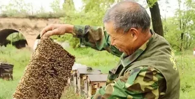 蜜蜂巢如何保留(蜜蜂旧巢础怎么保留)图1