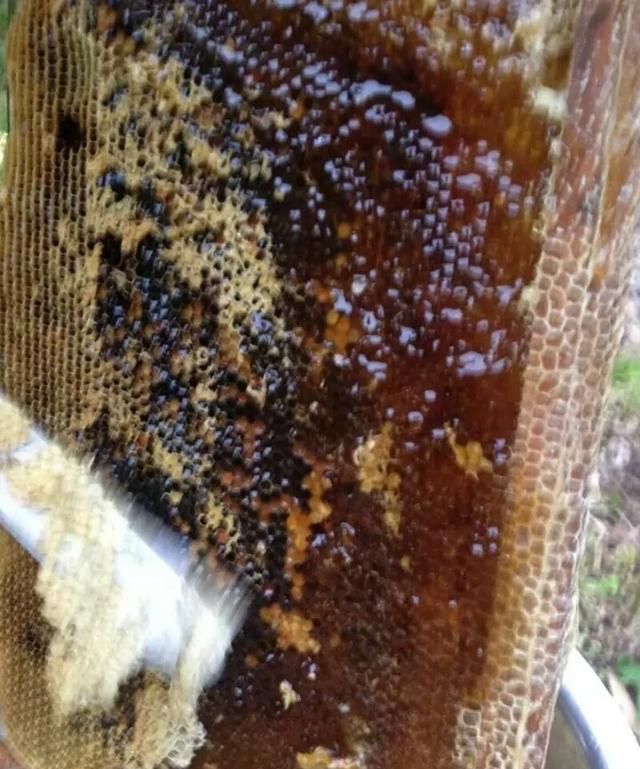 蜜蜂巢如何保留(蜜蜂旧巢础怎么保留)图2
