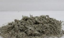每日一中药——茵陈