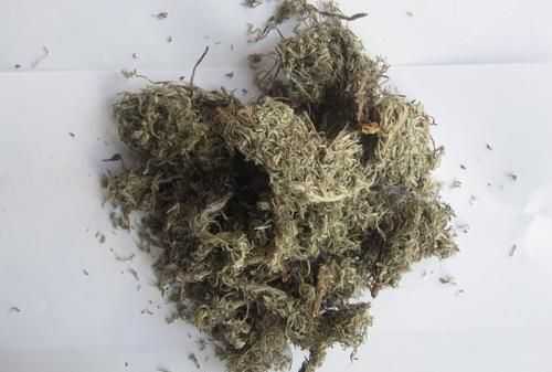 每日一中药——茵陈