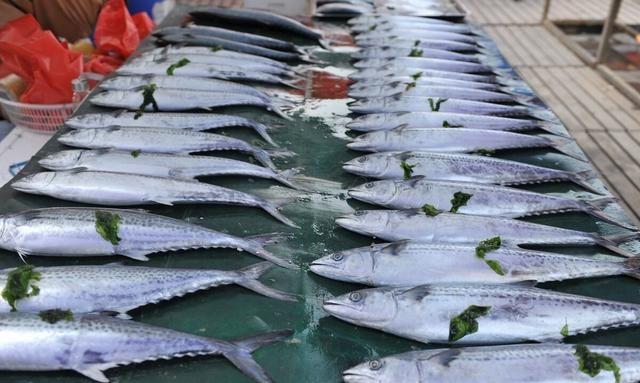 买鱼时，懂行人专买“这5种海鱼”，无法人工养殖，看完涨知识