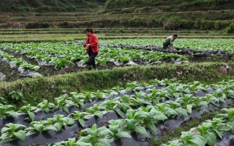 农村常见的植物烟叶(哪些植物可以当烟叶)