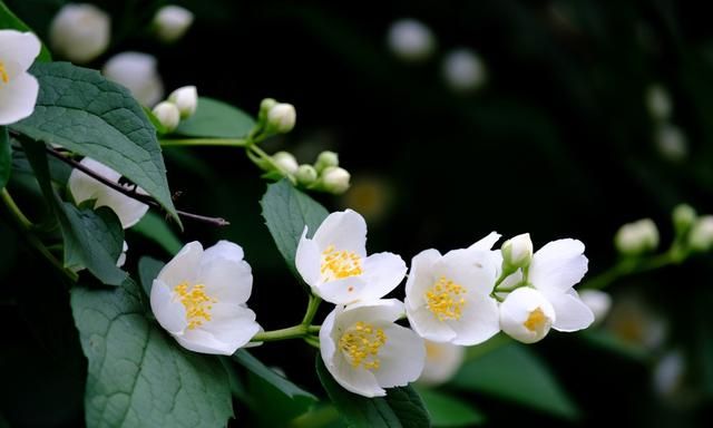 金银花、玫瑰花、菊花这些花真的有美容养生的功效吗？